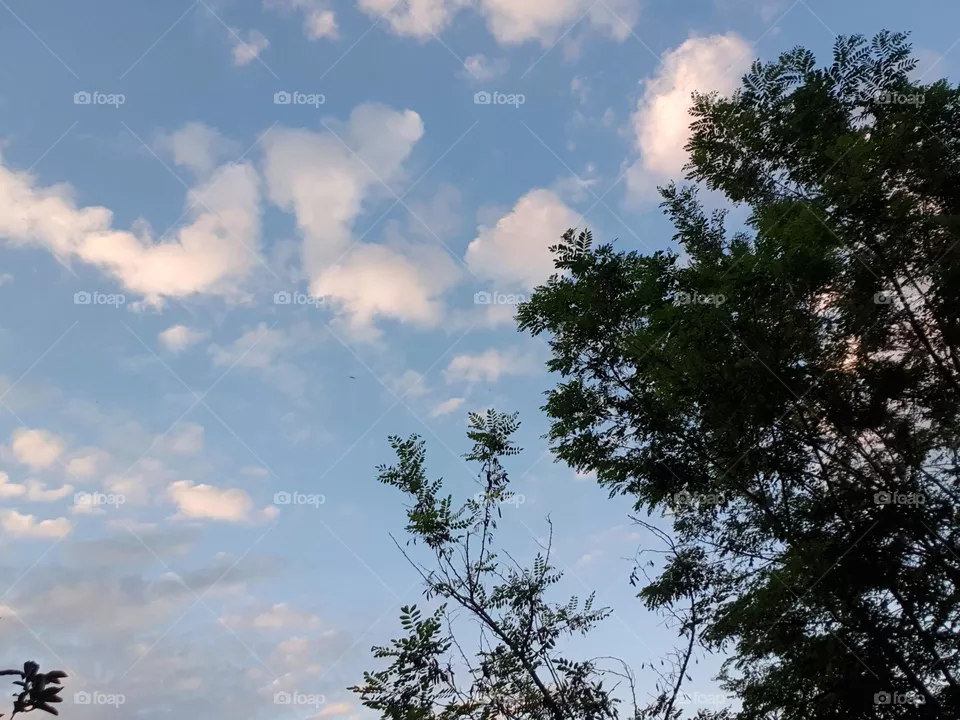 tree