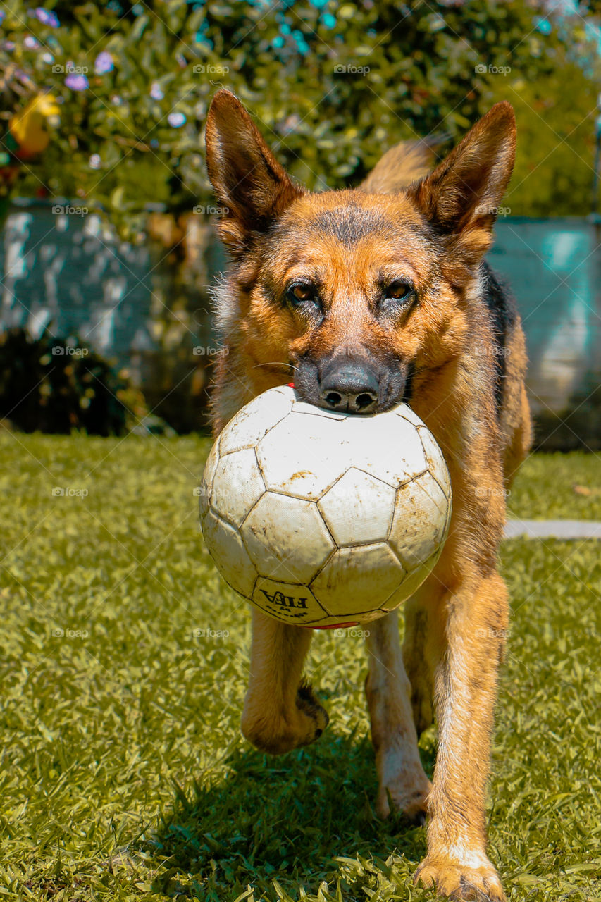 German Shepard 🎀 having fun