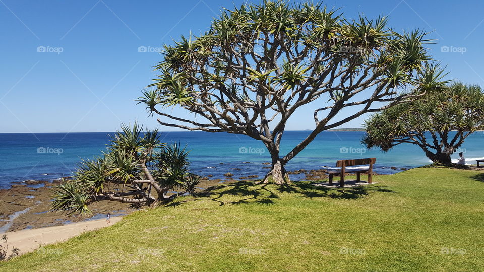 Beach Tree Picnic