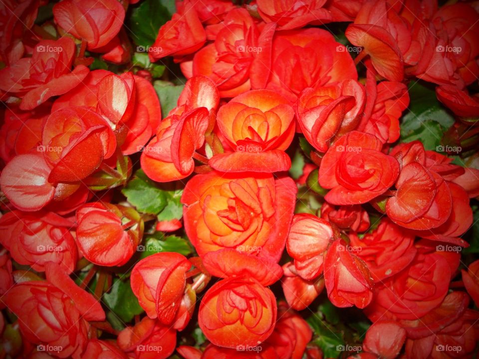 flores vermelhas red