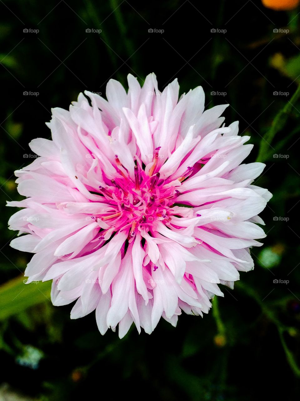 Flower. Pink and white flower