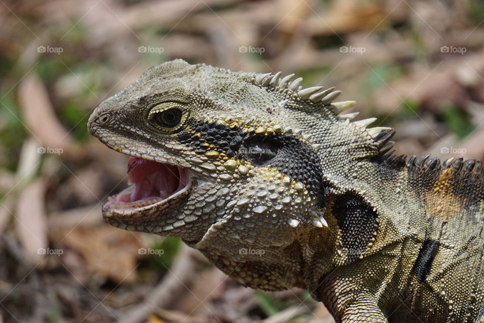 Water dragon