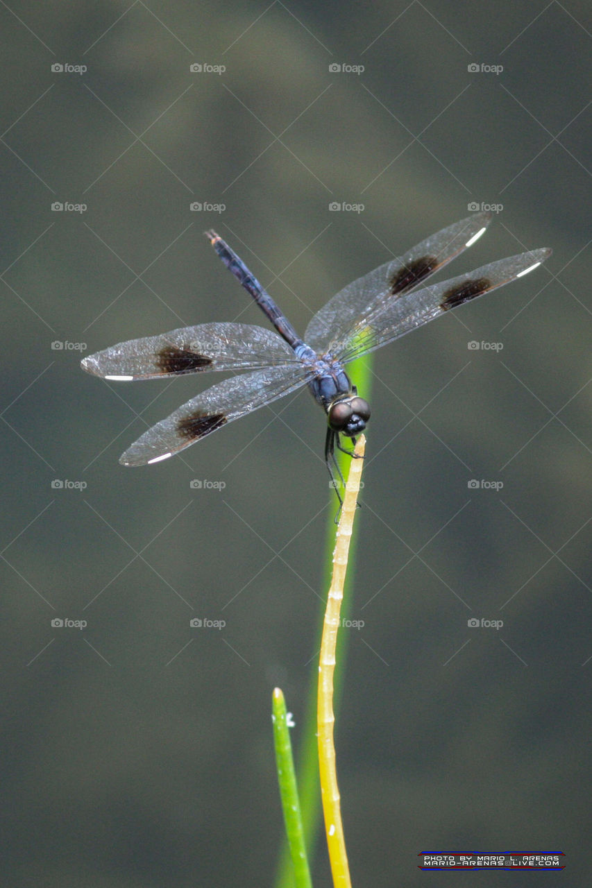 Blue Dragonfly