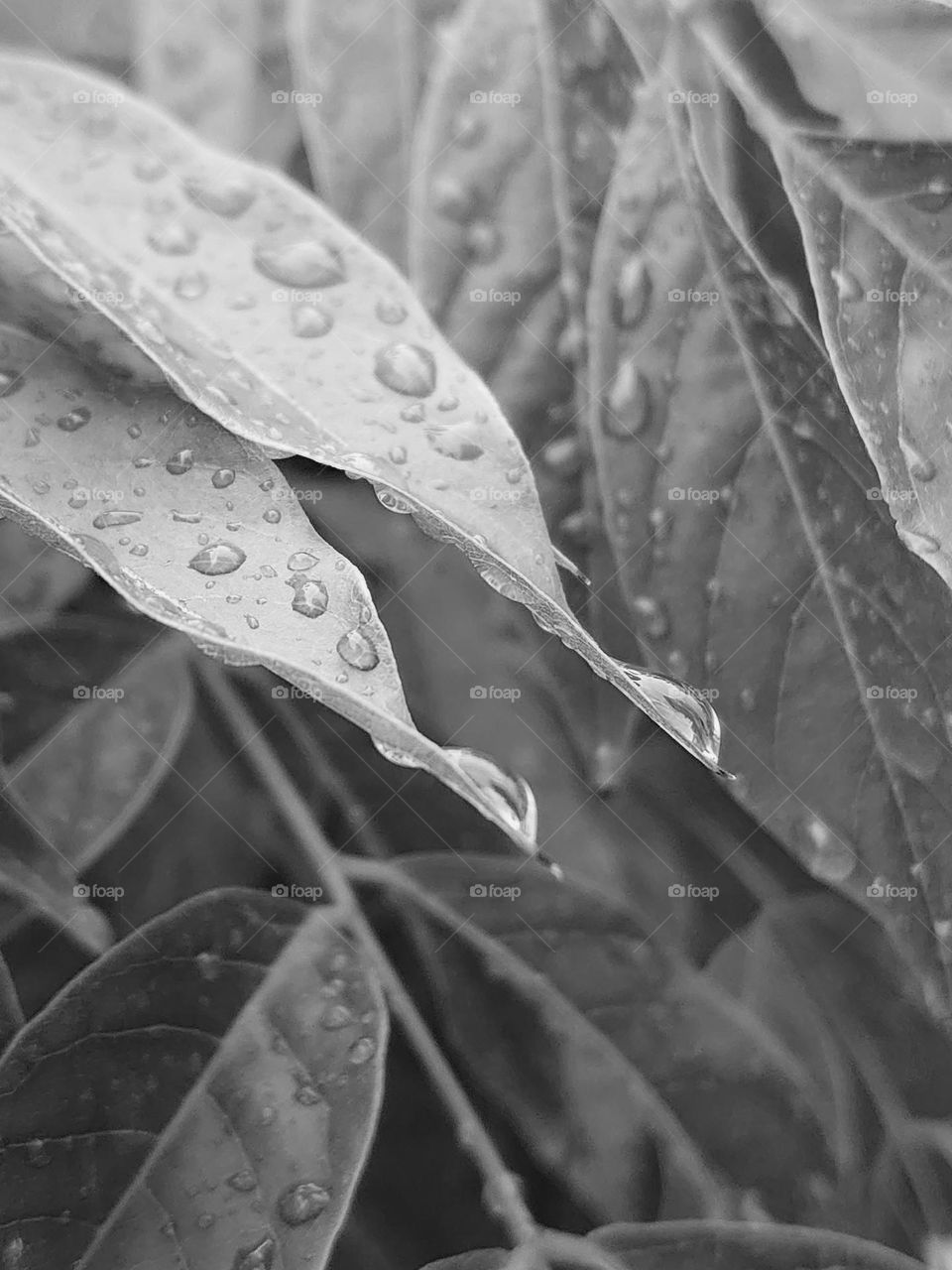 Raindrops on leaves