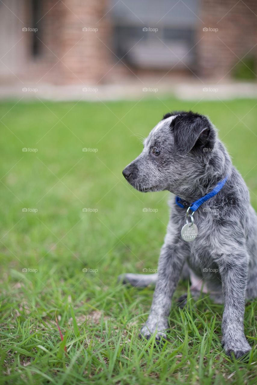 Blue heeler puppy sitting in the grass wearing a collar