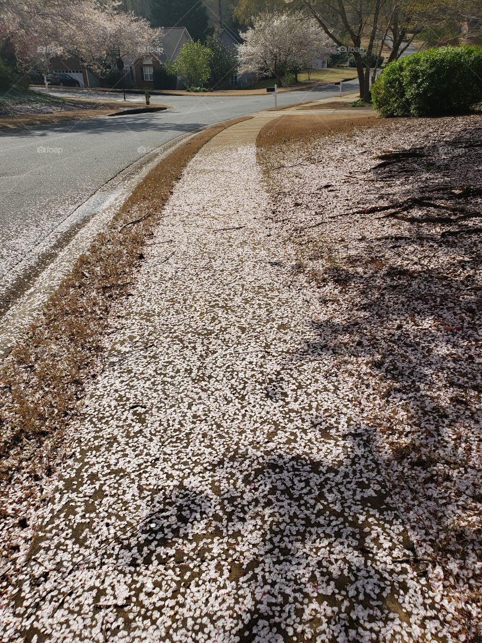 Cherry blossoms snow
