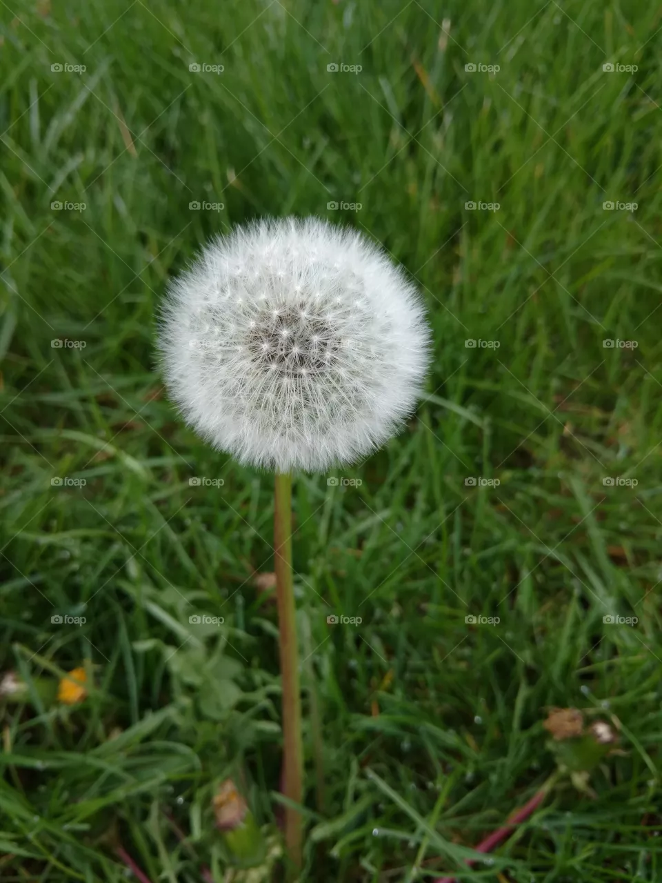 puff
