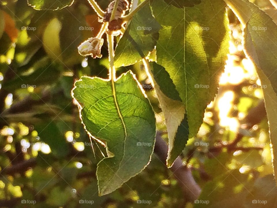 Sunlit Leaves 