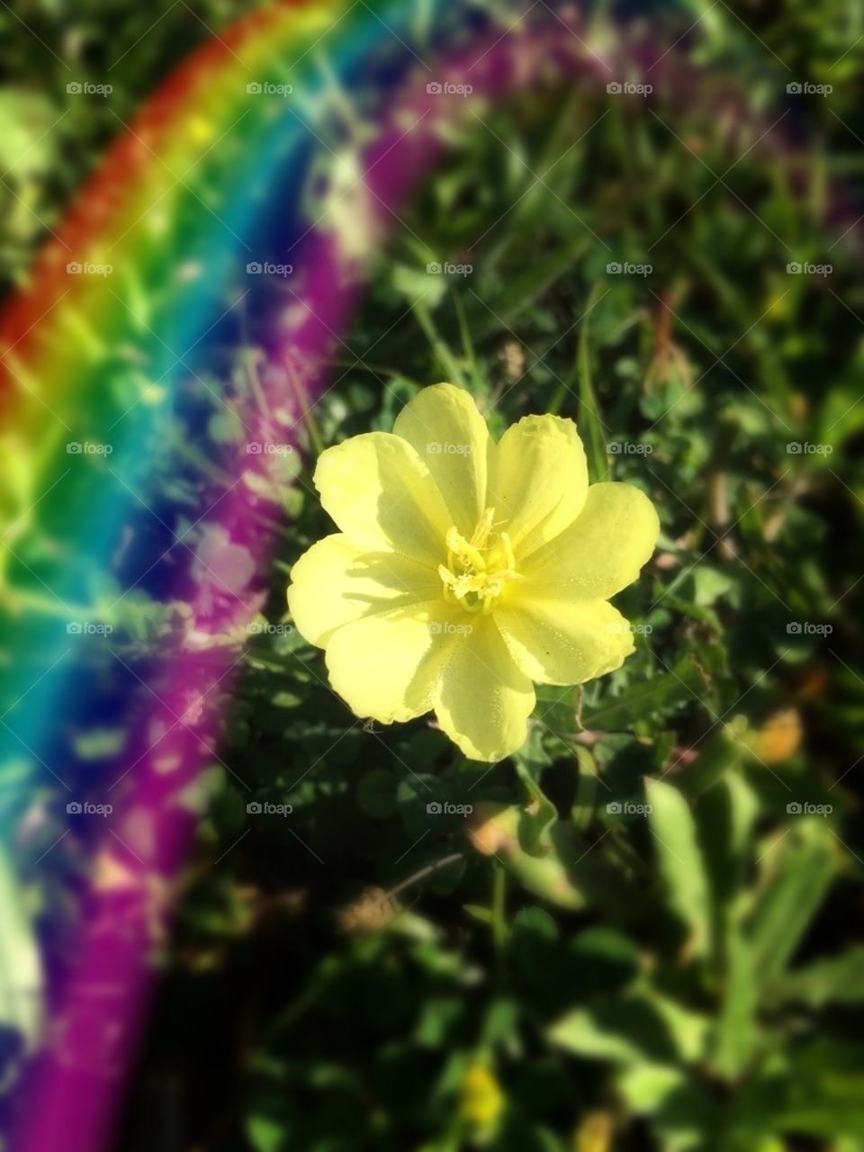Buttercup yellow flower with a rainbow 🌈