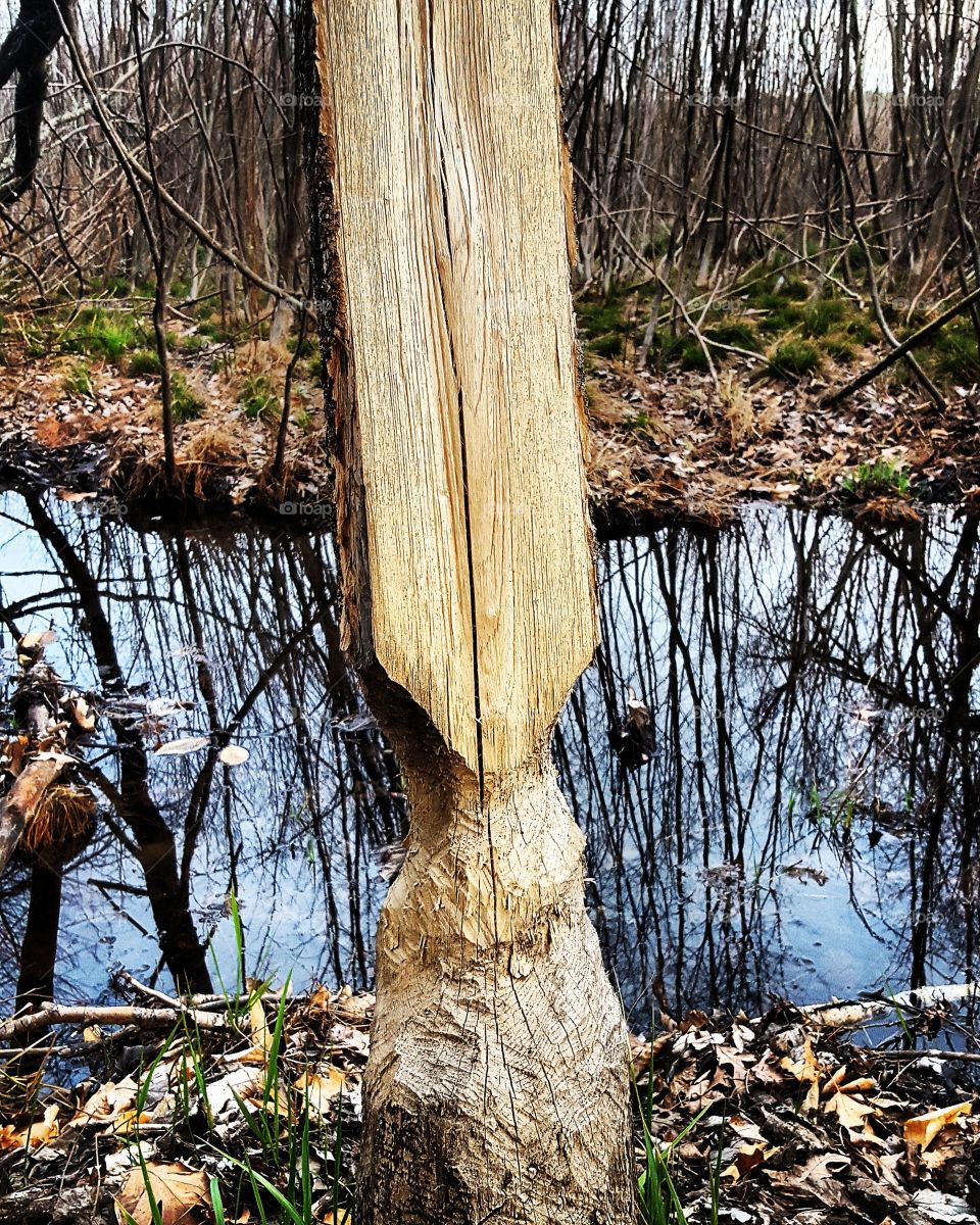 Beaver knaw tree