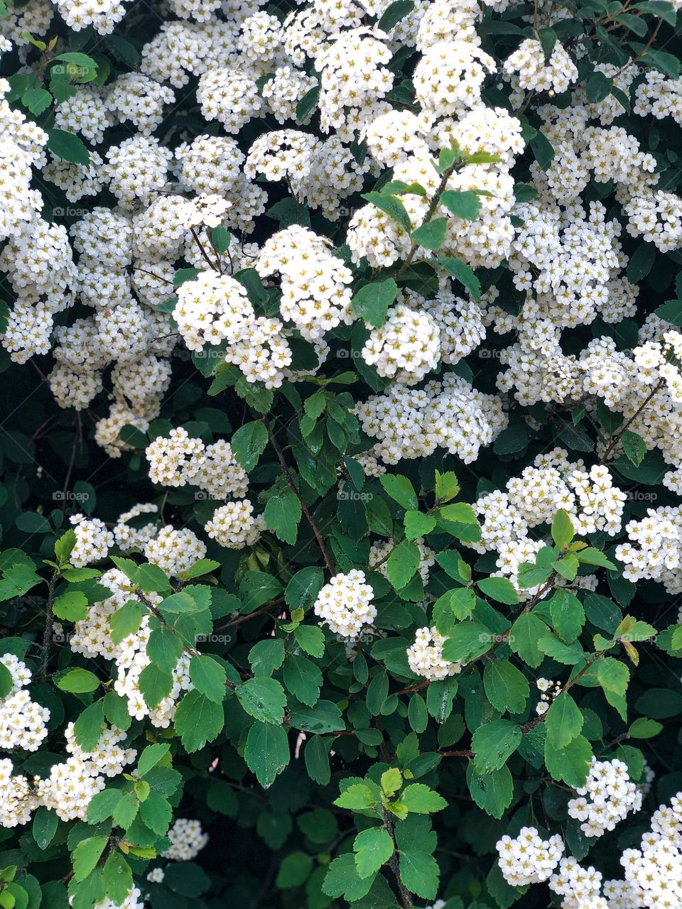 Circle white flowers of a green bush