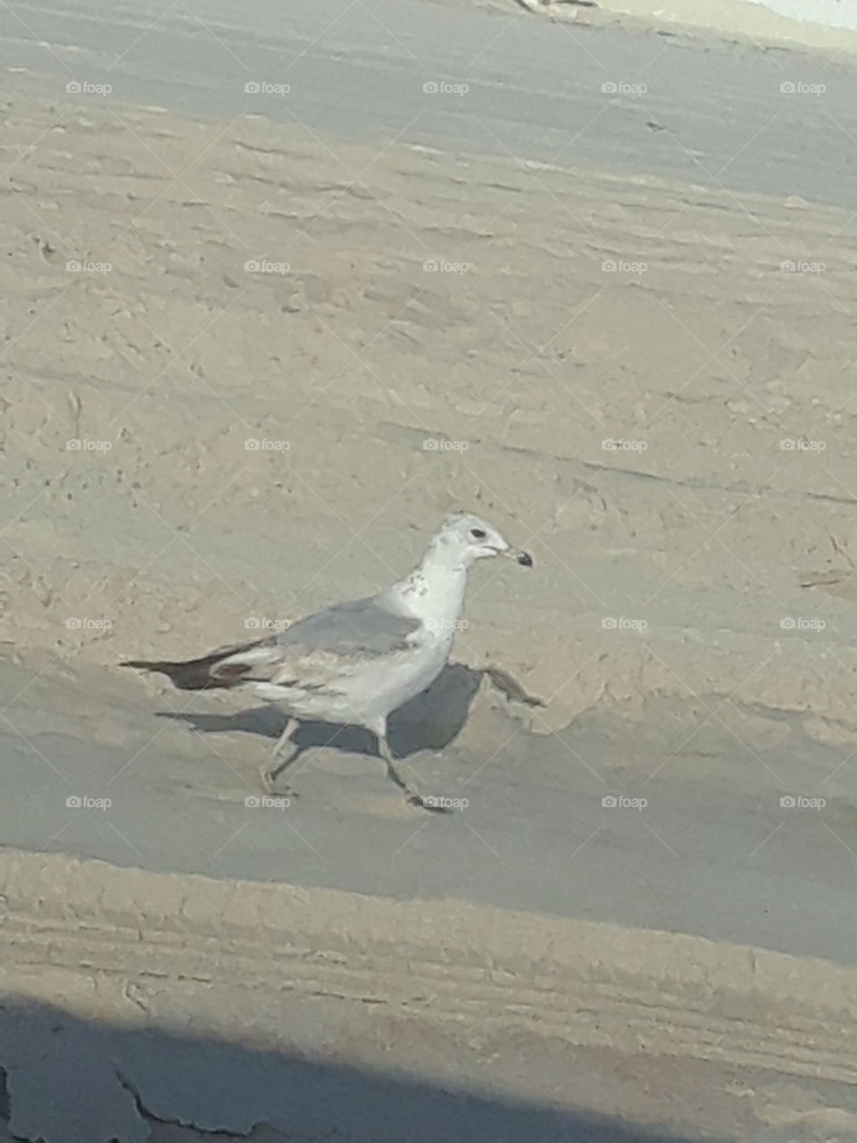 curious seagull