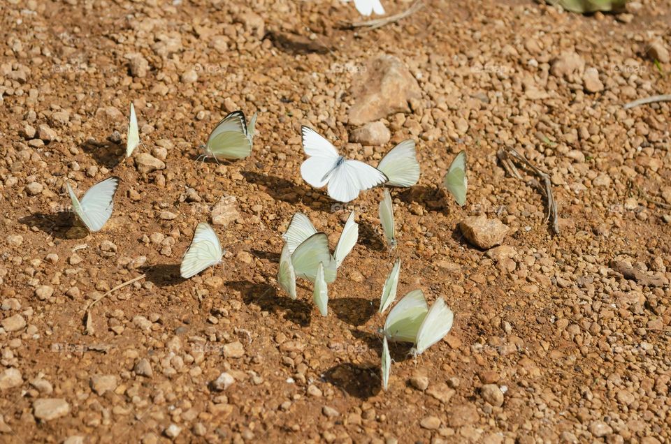 Butterflies On The Ground