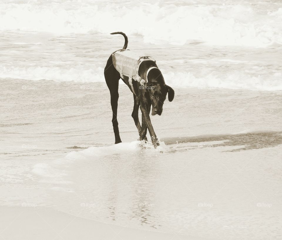 Dog by the ocean