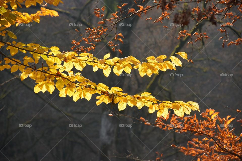 shine leaf in tree sunset light