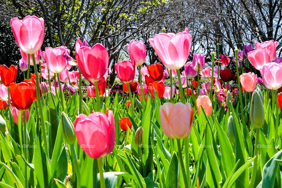 Field of pink flowers