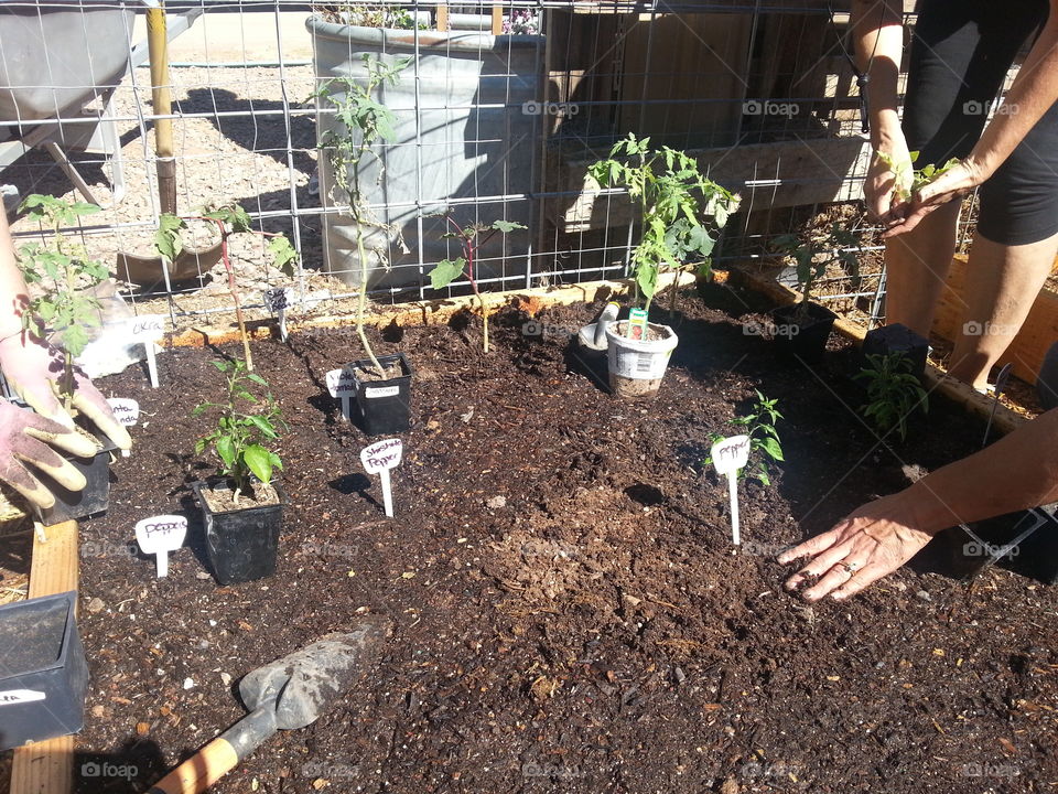 Planting in Garden Beds.