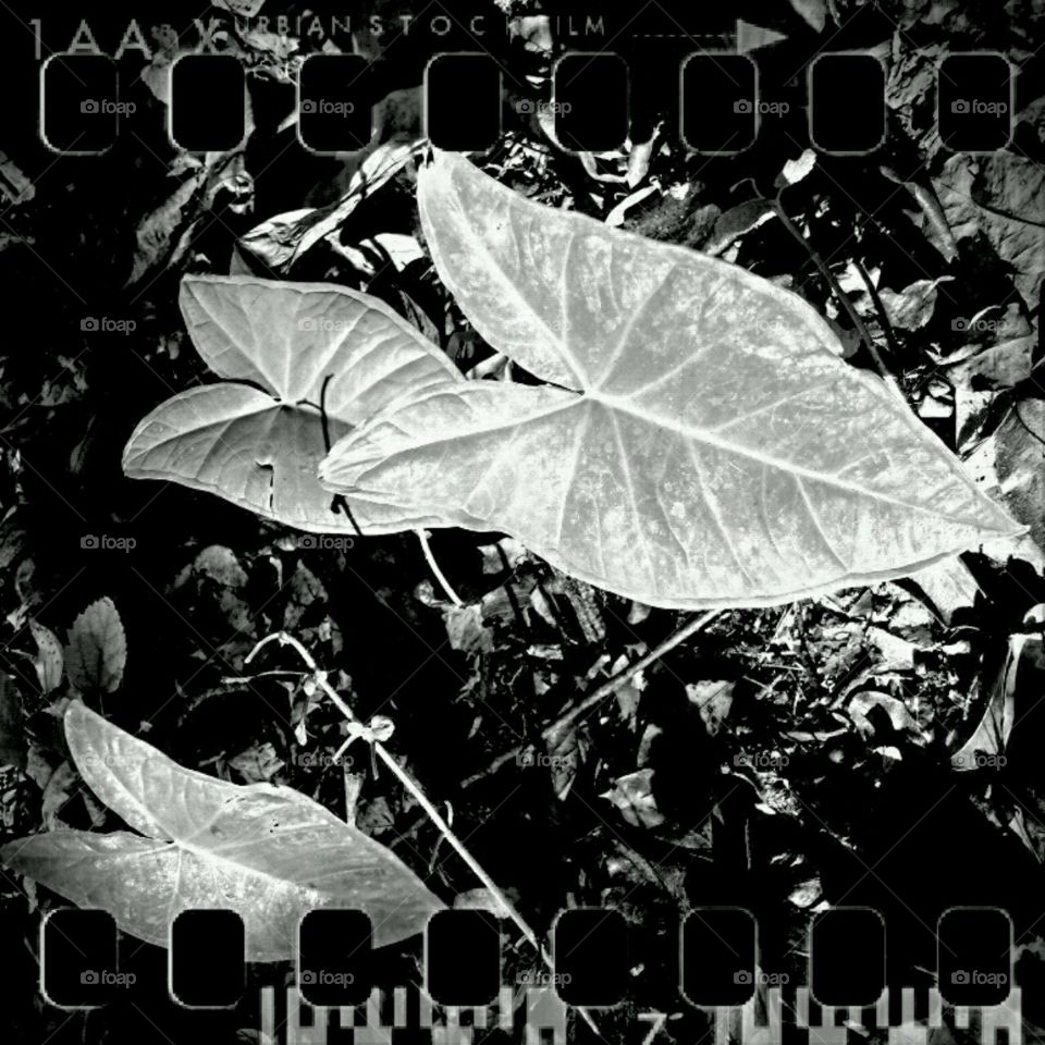 black and white ivy
