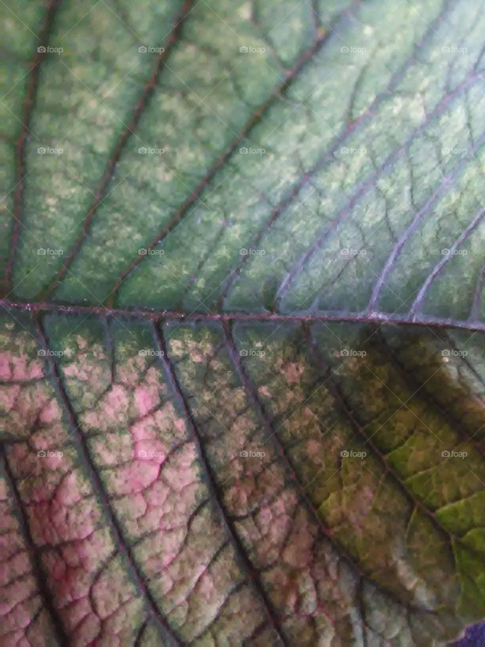 Plant Texture