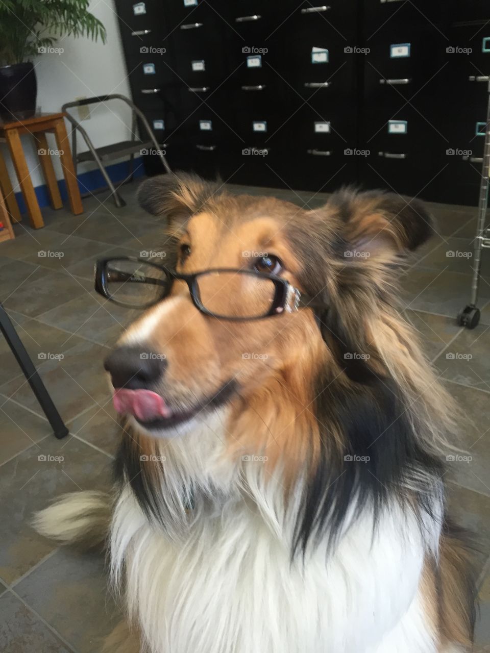 Smarty dog