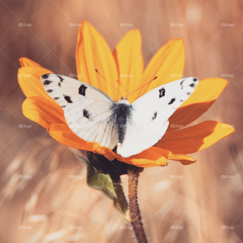 Butterfly in autumn 