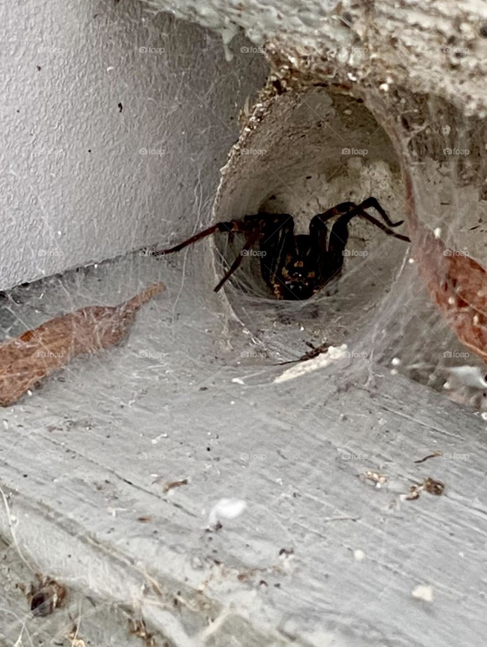 Creepy crawler, spider hiding in its nest under a wooden step