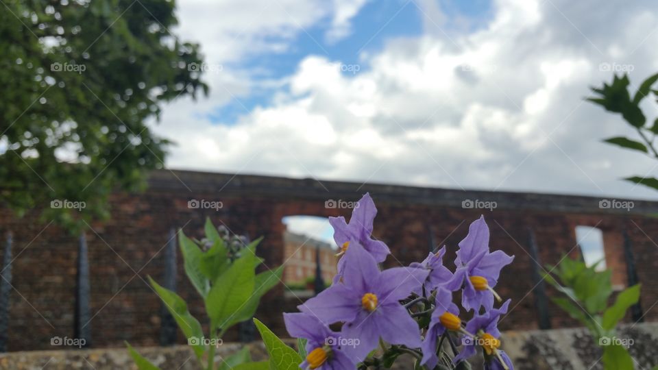 flower on walled garden