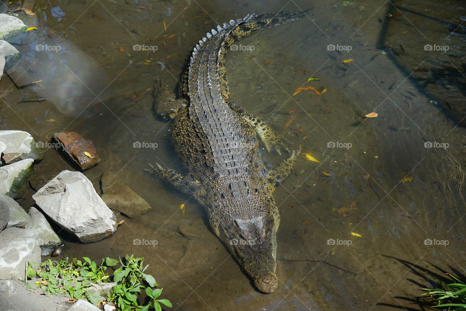 crocodile