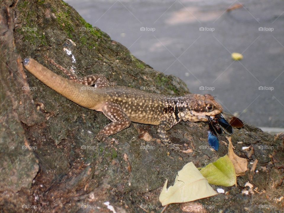 lizard on tree trunk