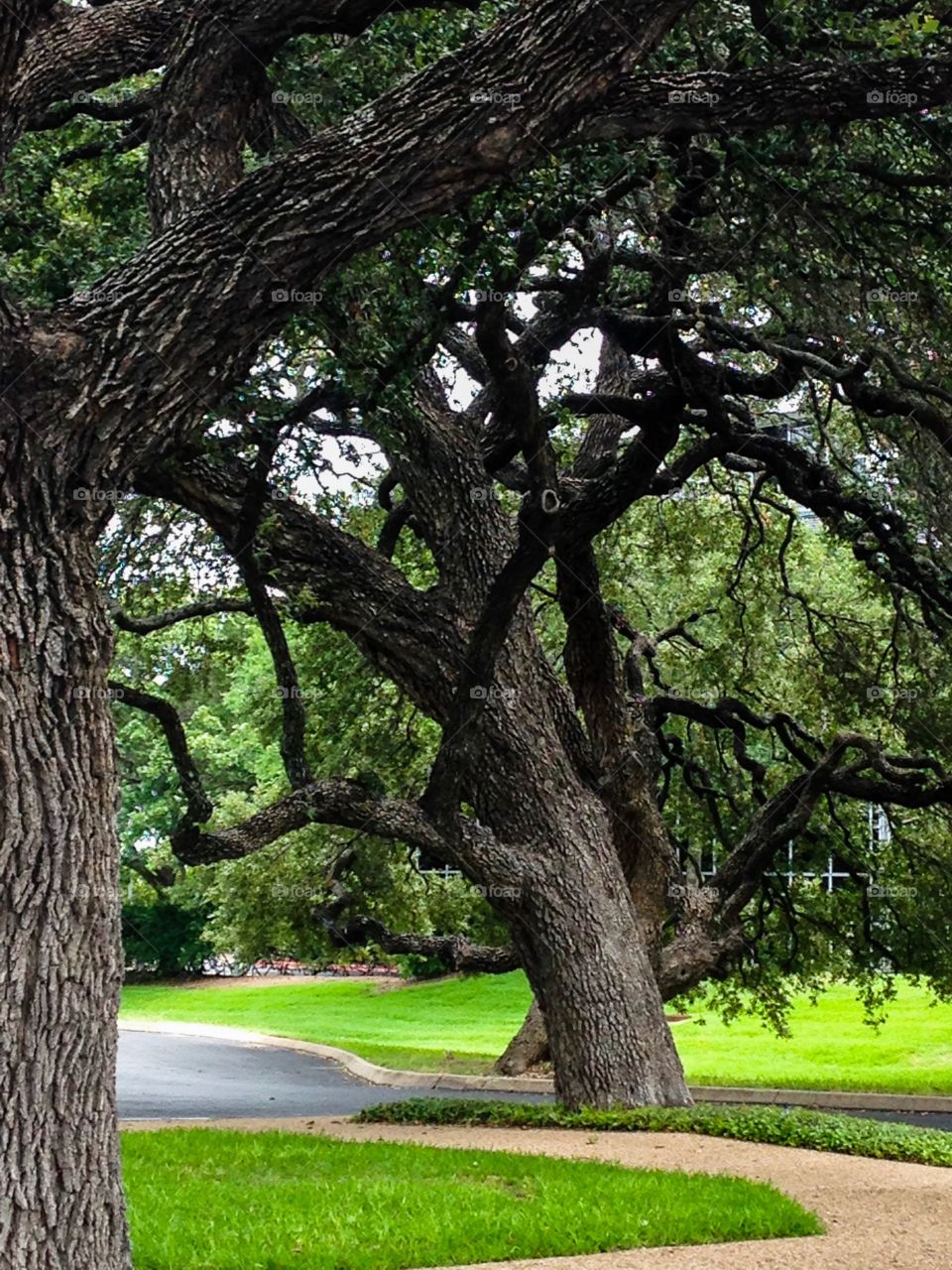 Spooky Old Tree In park