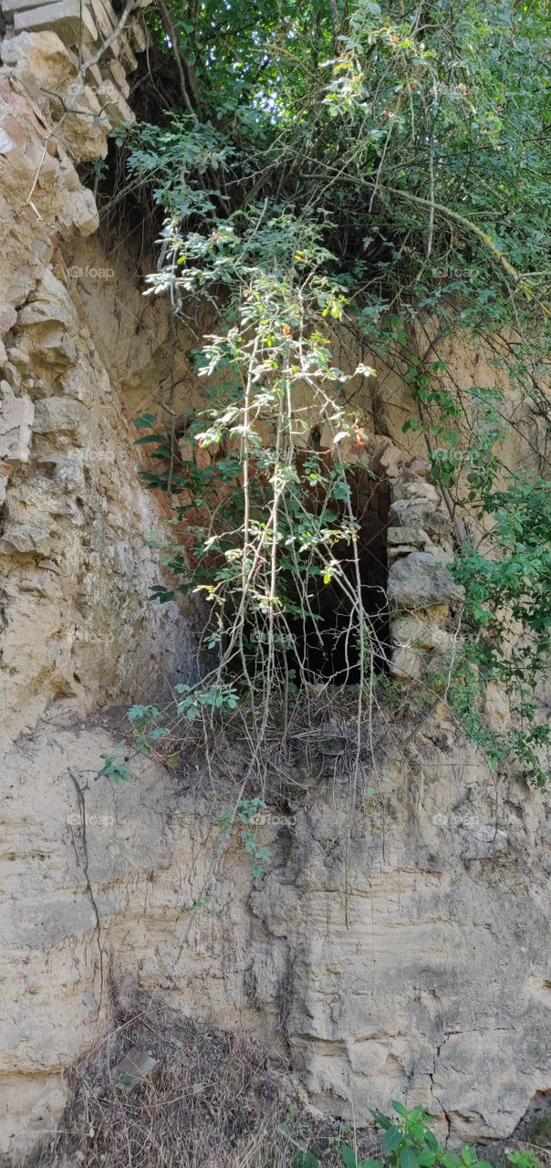 ruin overgrown by plants