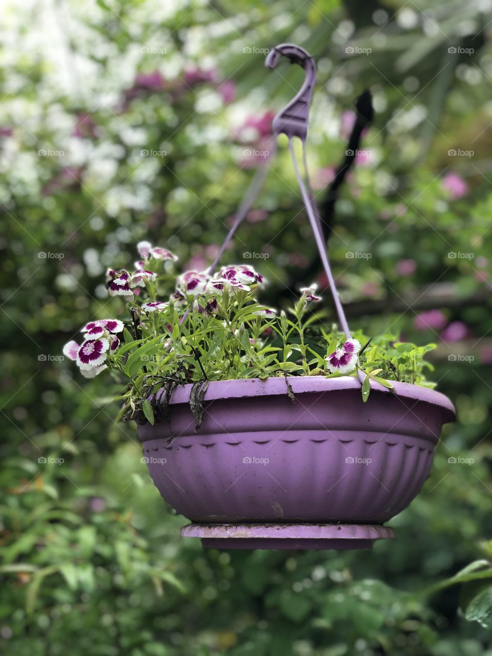 Beautiful flowers in the gardenz It was rainny day and everything was so peaceful. Love this pic and  the color of the nature. 