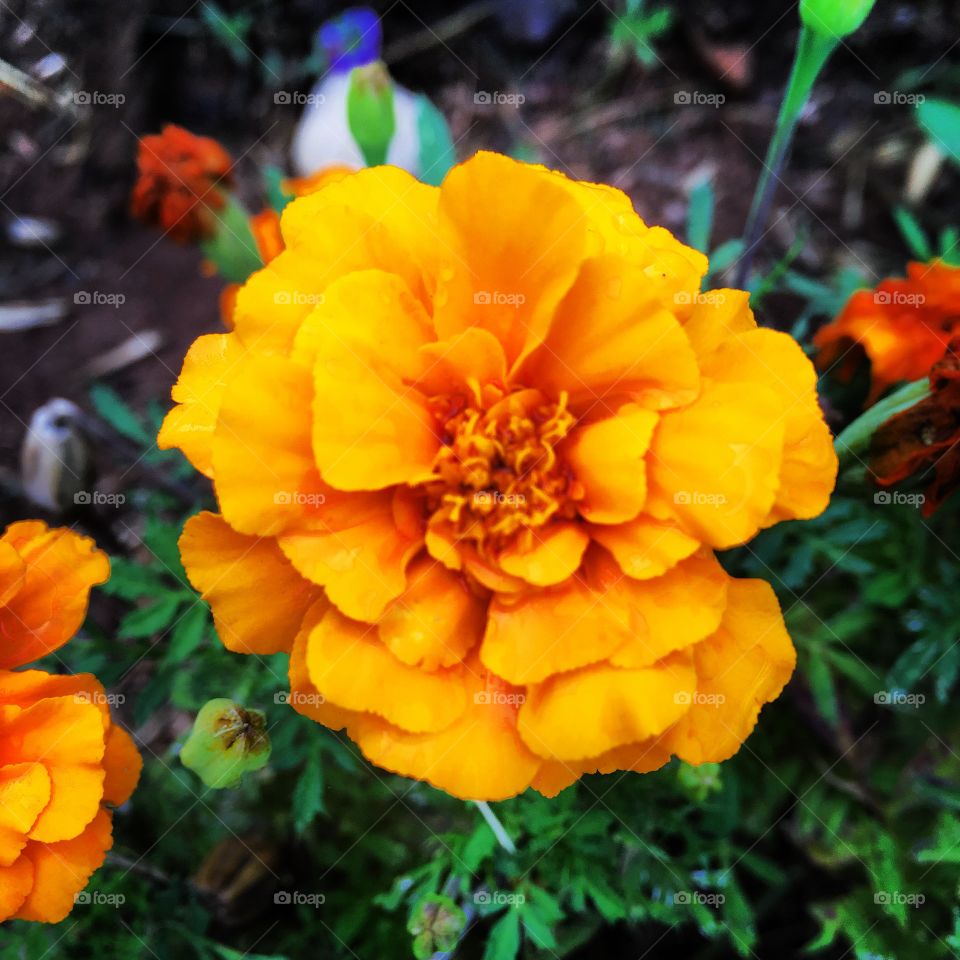 🌼#Flores do nosso #jardim, para alegrar e embelezar nosso dia!
#Jardinagem é nosso #hobby. 
🌹
#flor #flowers #flower #pétalas #garden #natureza #nature #flora  