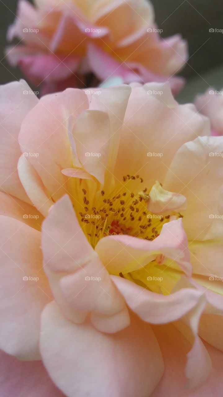 Yellow and pinkish soft rose close up, you can almost smell it