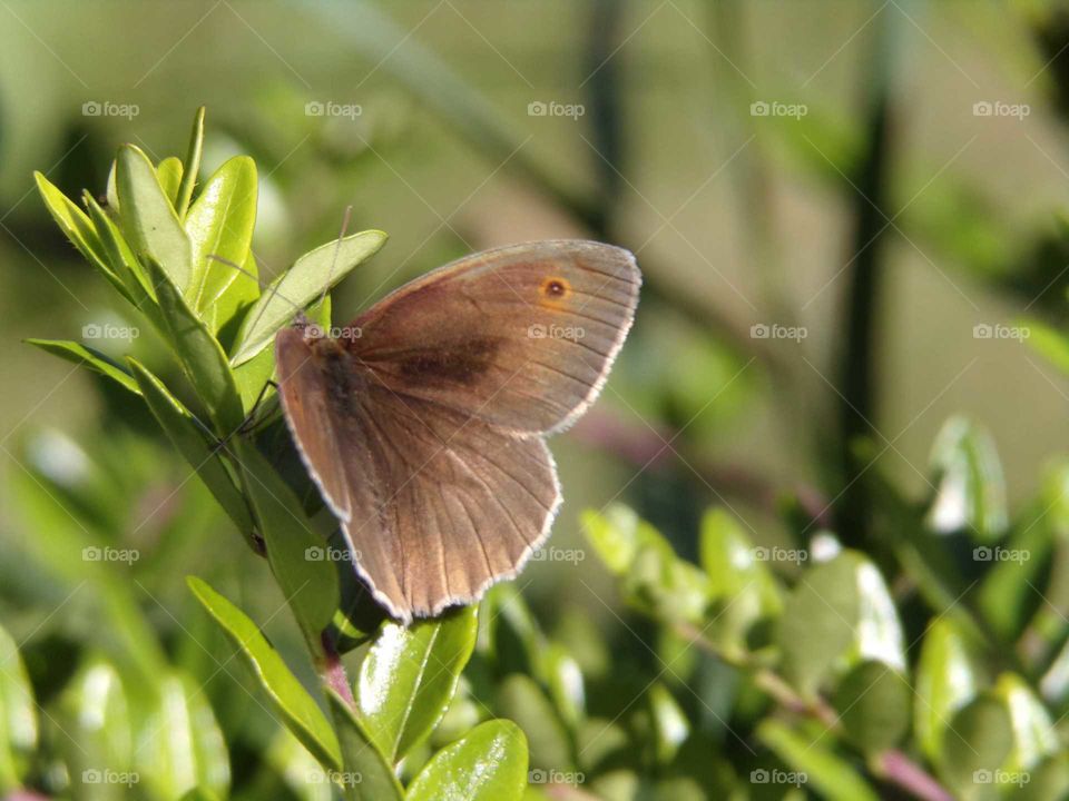 Schmetterling auf grüner Pflanze