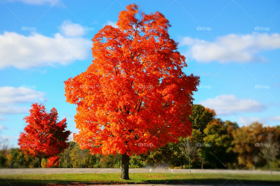 Red and Orange Trees in the Peak of the fall season in Michigan