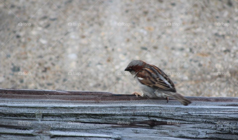 Male house sparrow sitting on wooden gray streaked railroad tie