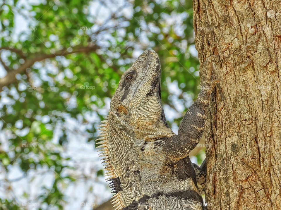 Giant Mexican Lizard. Tropical Iguana Climbing A Tree In Yucatán Jungle In Mexico
