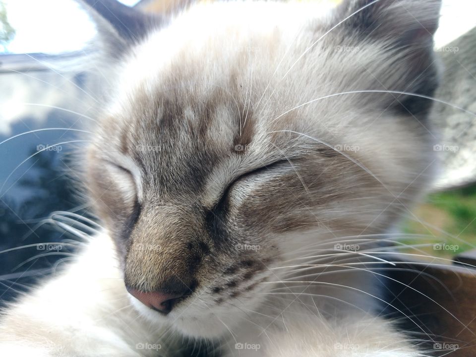 gato dormindo em dia de sol e tranquilidade vida leve pêlos claros