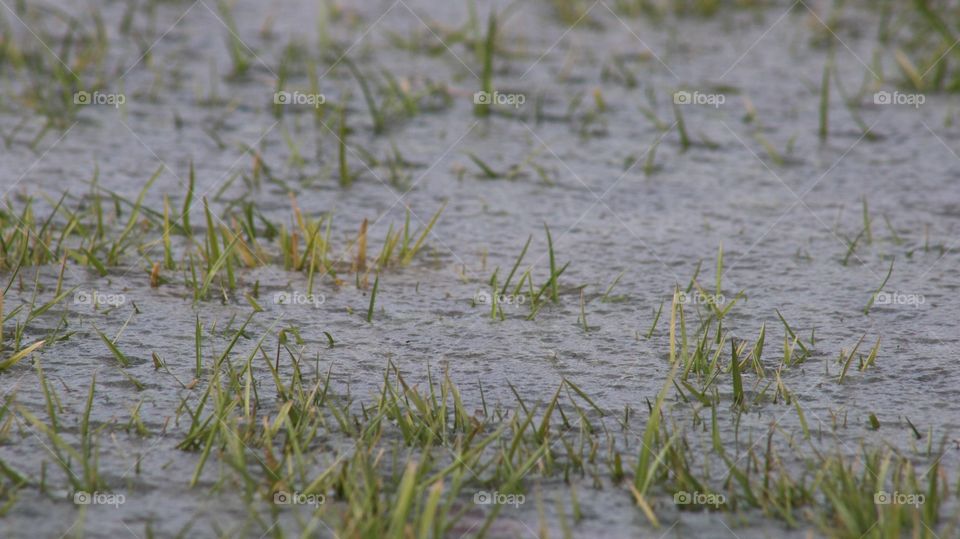 Nature, Grass, Water, Environment, Bird