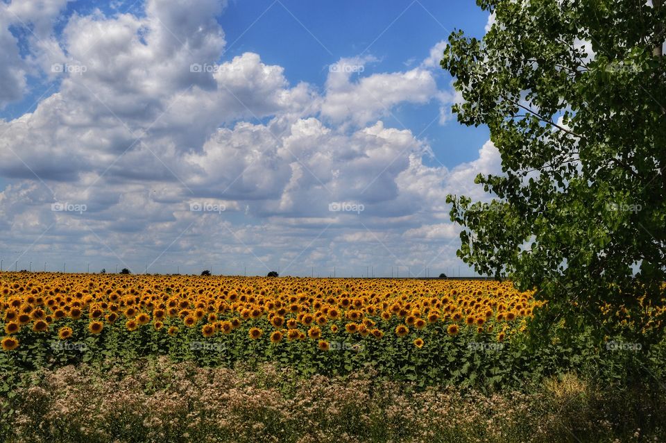 sunflower field