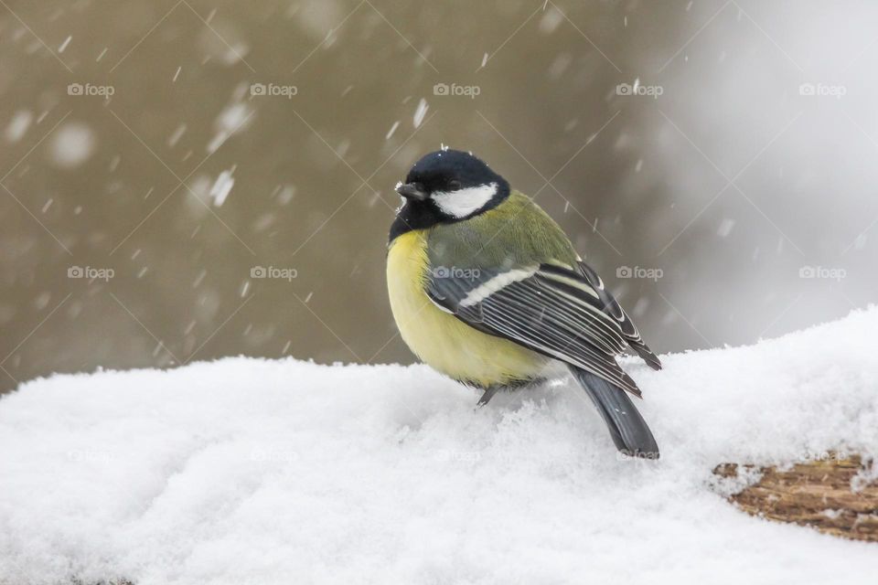 Greattit bird on a snowy winter day