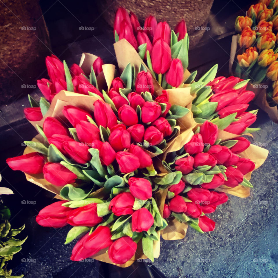 Christmas Tulips 