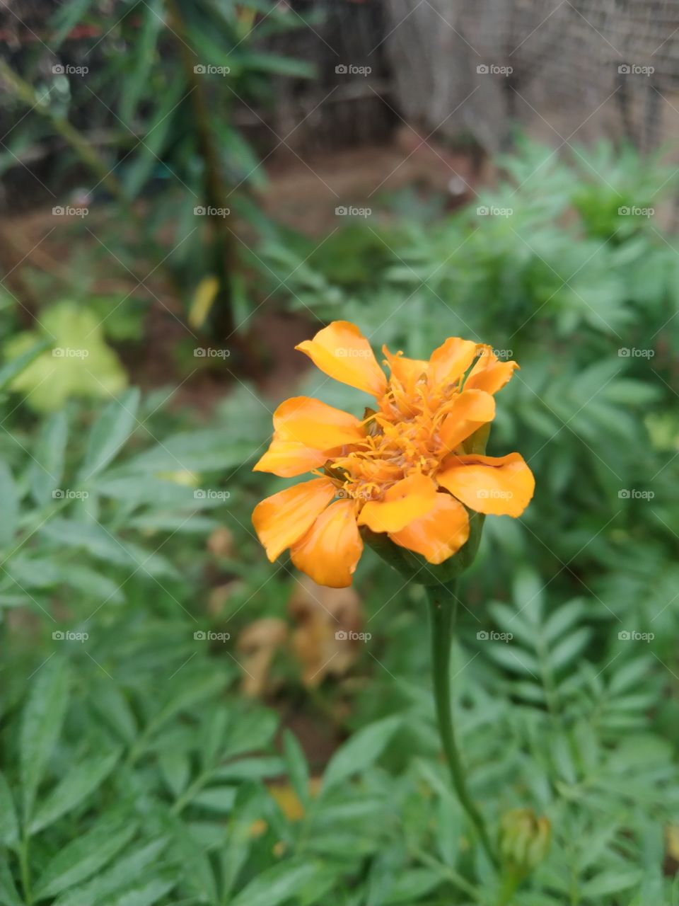 yellow flower
