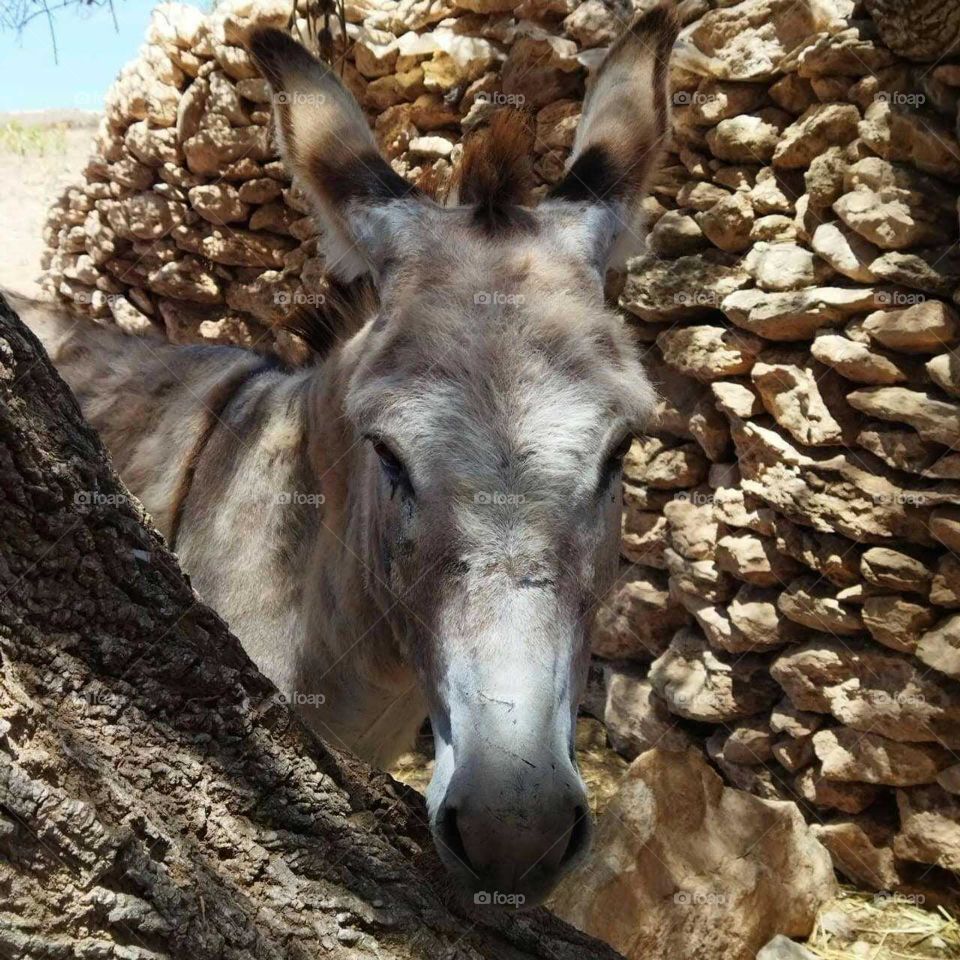 A beautiful donkey looking at camera in countryside of Morocco.