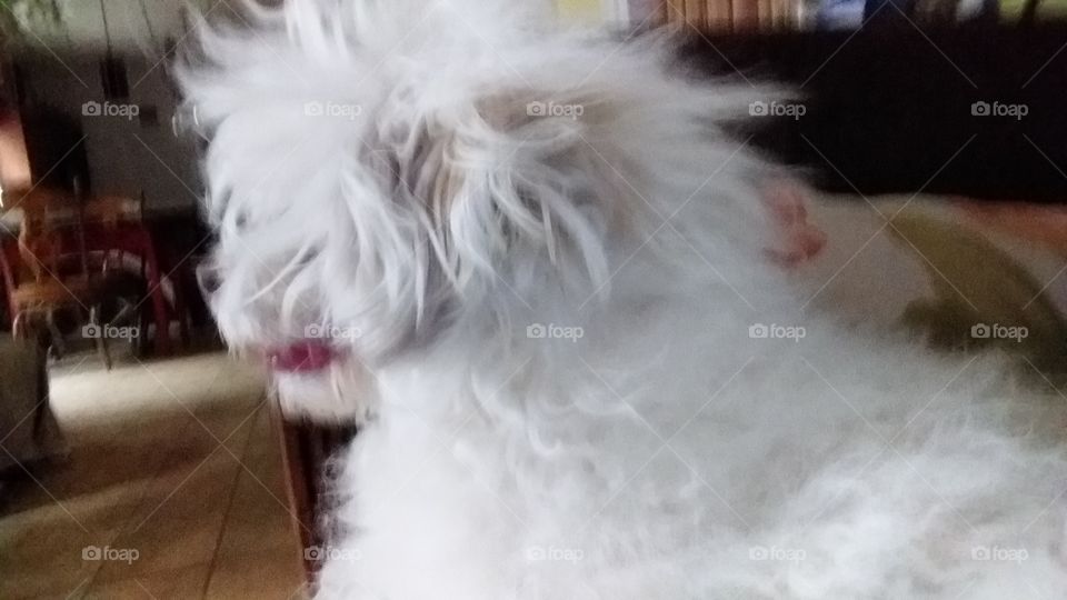 my dog Holly ignoring me while her hair blows in the breeze