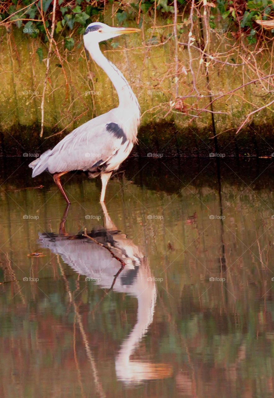 majestic heron