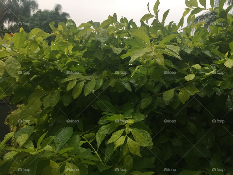 Leaf, Flora, Growth, Nature, No Person