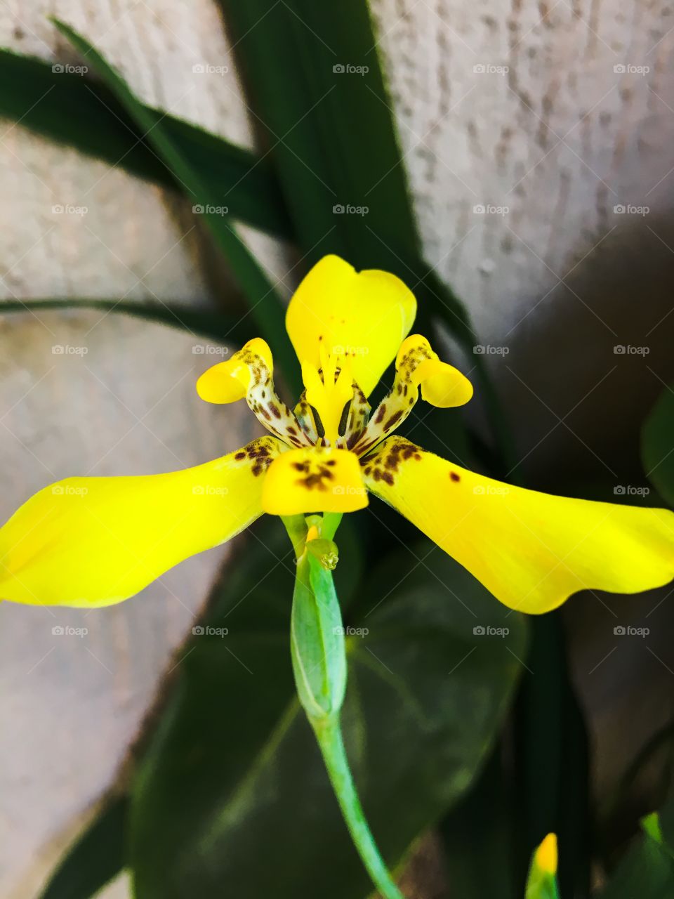 Beautiful yellow flower blooming on green leaves