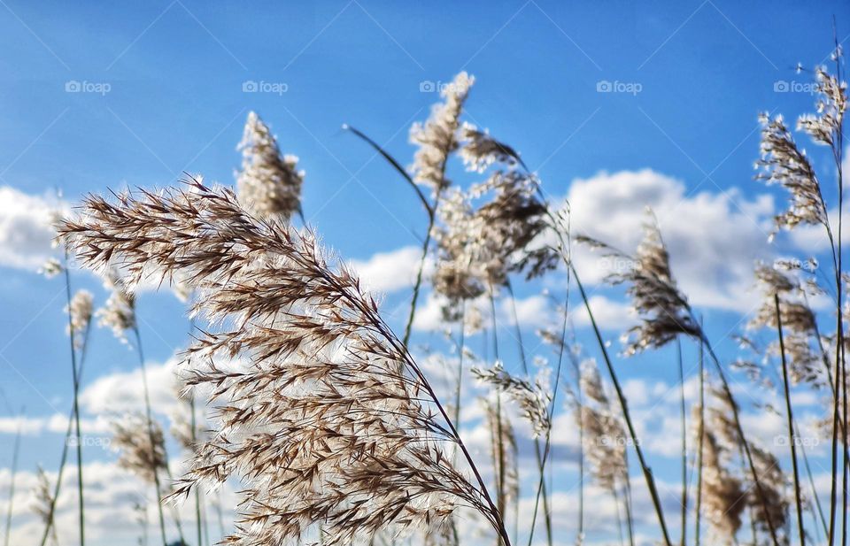 Windy day